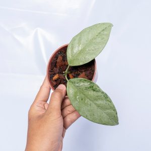 Hoya Coriacea Silver