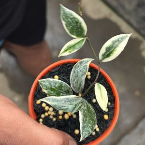 Hoya Lacunosa ‘Princess Lumina’