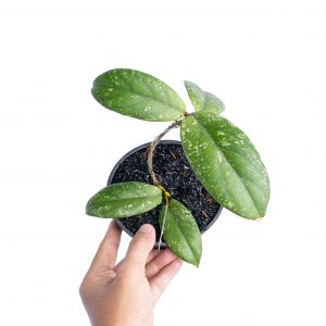 Hoya Meredithii