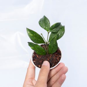 Hoya Sp Garut