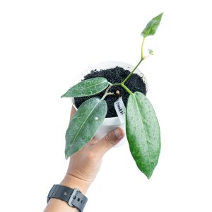 Hoya Stenaokai Sp Papua