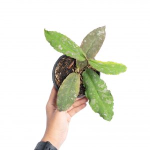 Hoya Undulata Splash