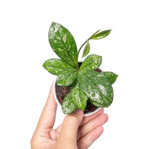 Hoya crassipetiolata splash