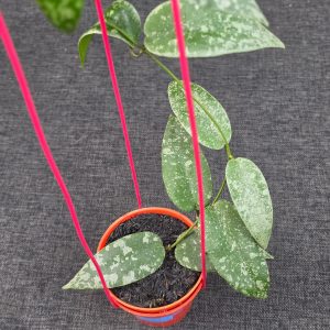 Hoya Flagellata silver