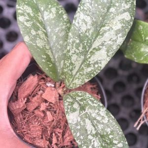 Hoya forbesii high splash - Exactly plant