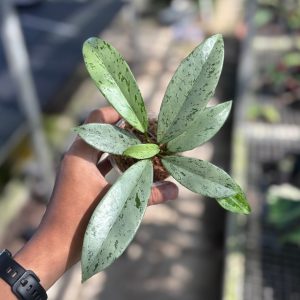 Hoya pubicalyx silver ghost