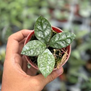 Hoya rundumensis splash