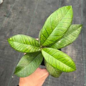 Hoya sp gunung gading