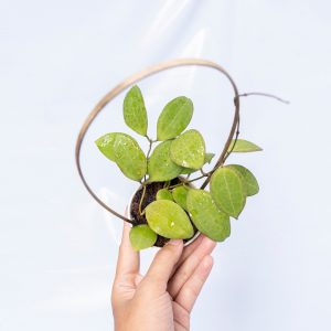 Hoya tomataensis Sp sulawesi