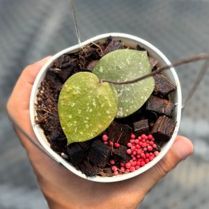 Hoya verticilata x imbricata