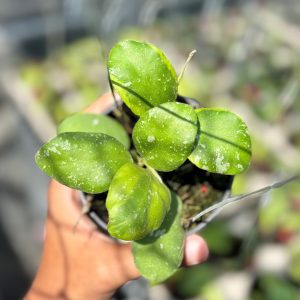 Hoya waymaniae albomarginata