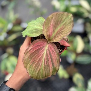 Kaempferia pulchra variegated