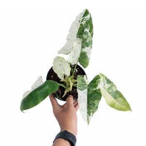 Philodendron Burle marx snow white variegated