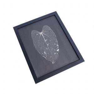 Leaf skeleton - (Anthurium papillilaminum)