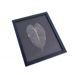 Leaf skeleton - (Anthurium veitchii)