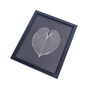 Leaf skeleton - (Anthurium dorayaki)