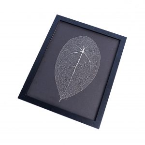 Leaf skeleton - (Anthurium Forgetti)