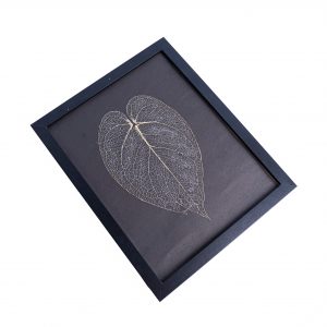 Leaf skeleton - (Anthurium Magnificum Verde)
