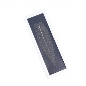 Leaf skeleton - (Anthurium Warocqueanum long leaf)