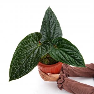 Anthurium Radicans Mature size