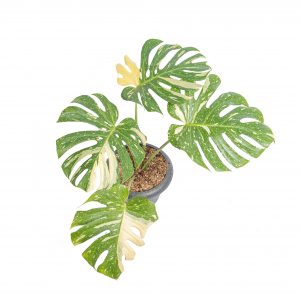 Monstera Thai Constellation - Mature size