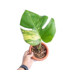 Monstera marmorata variegated cutting - 1 leaf
