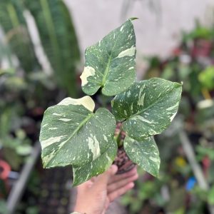 Monstera thai constellation mutation