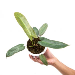 Philodendron Atabapoense