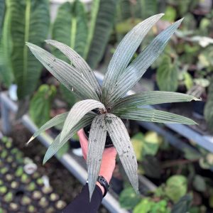 Palm sommeria leucophylla