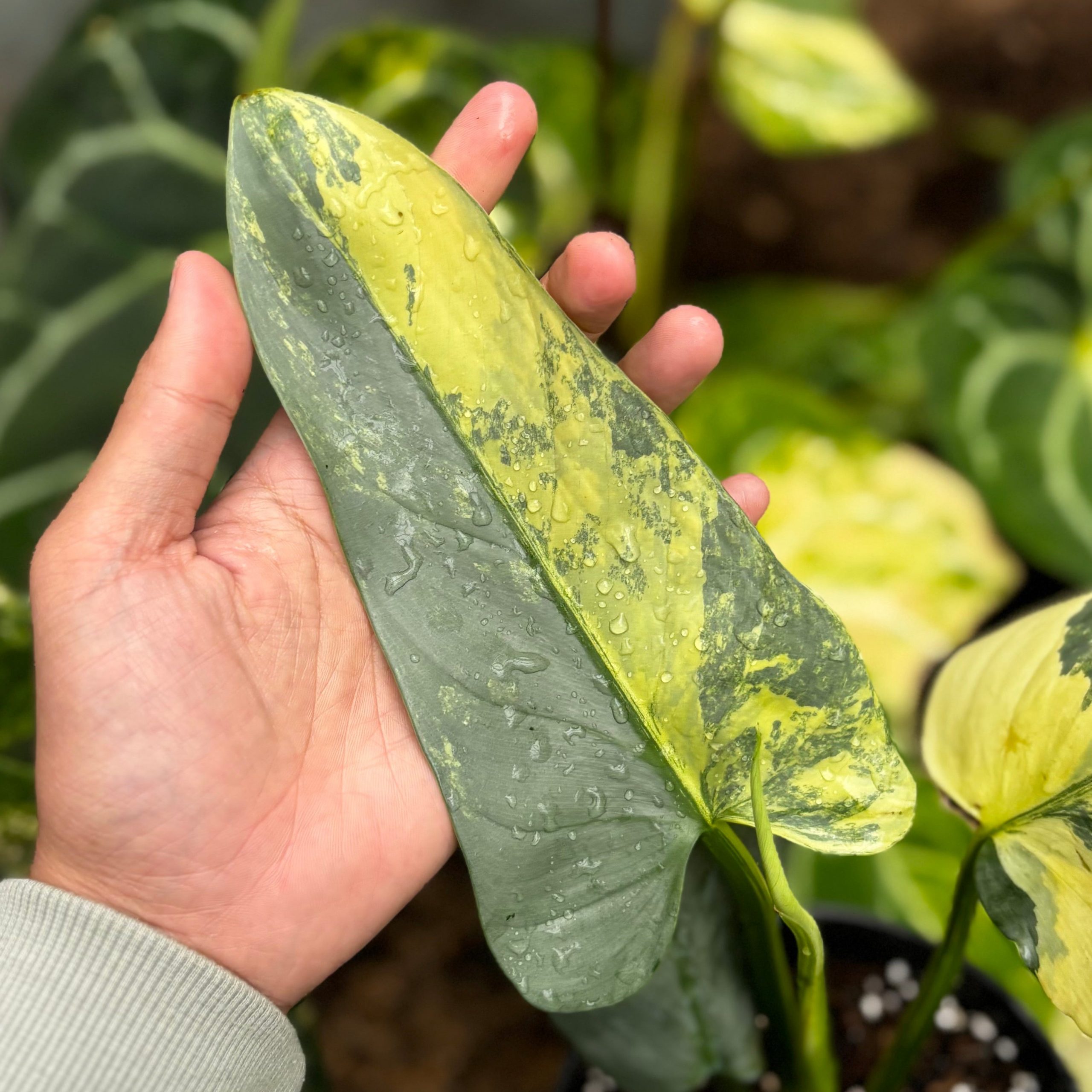 Philodendron Hastatum Silver Sword Variegated - Mature Size - Gambar 2