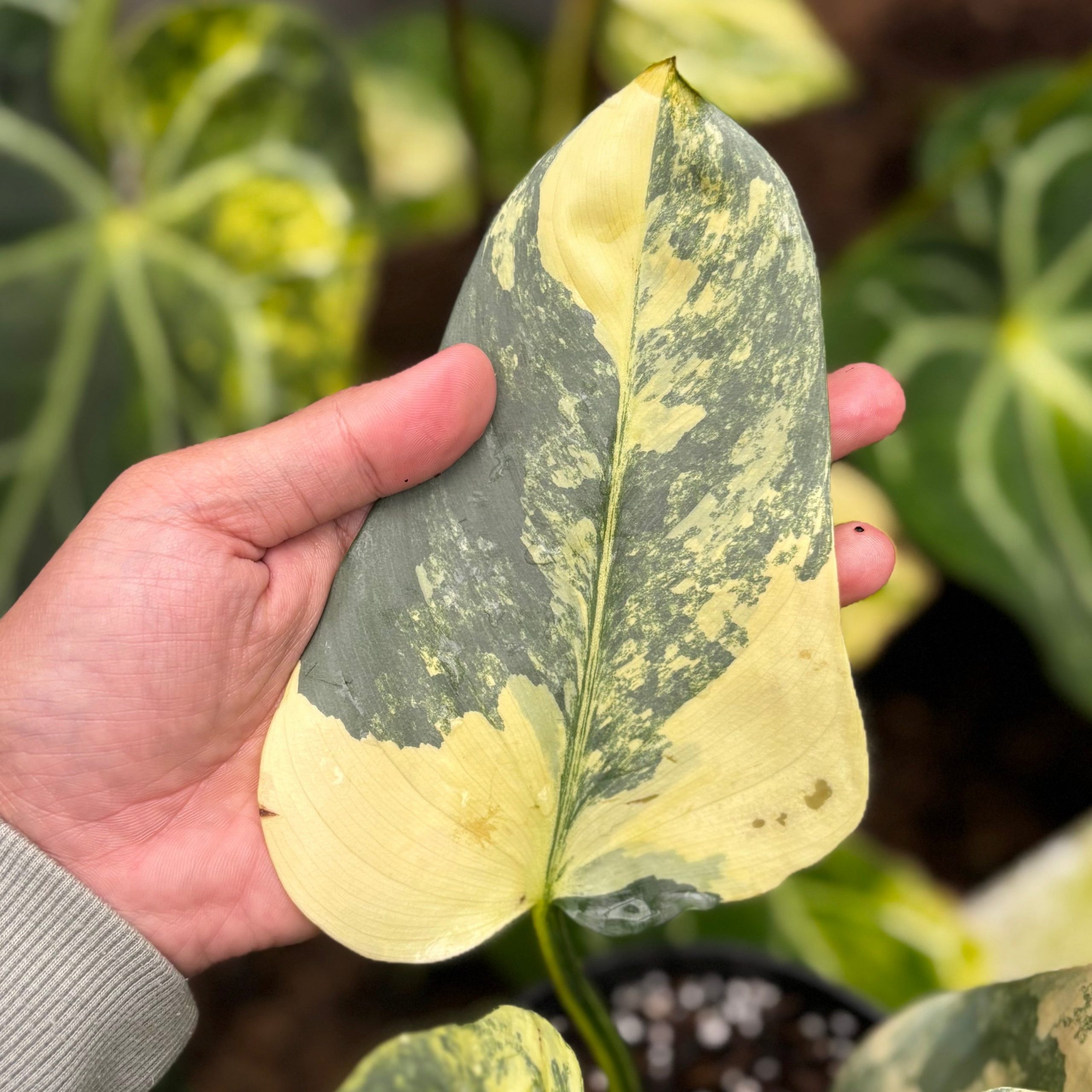 Philodendron Hastatum Silver Sword Variegated - Mature Size - Gambar 3