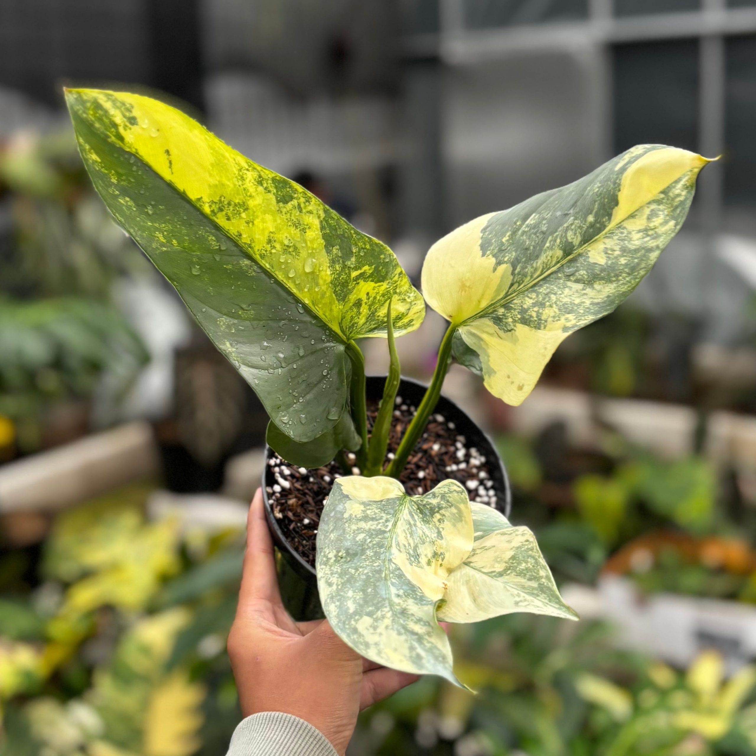 Philodendron Hastatum Silver Sword Variegated - Mature Size - Gambar 4