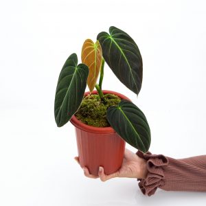 Philodendron Melanochrysum Medium size