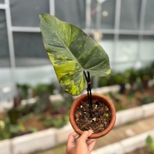Philodendron dark lord variegated - cuttings 1 leaf
