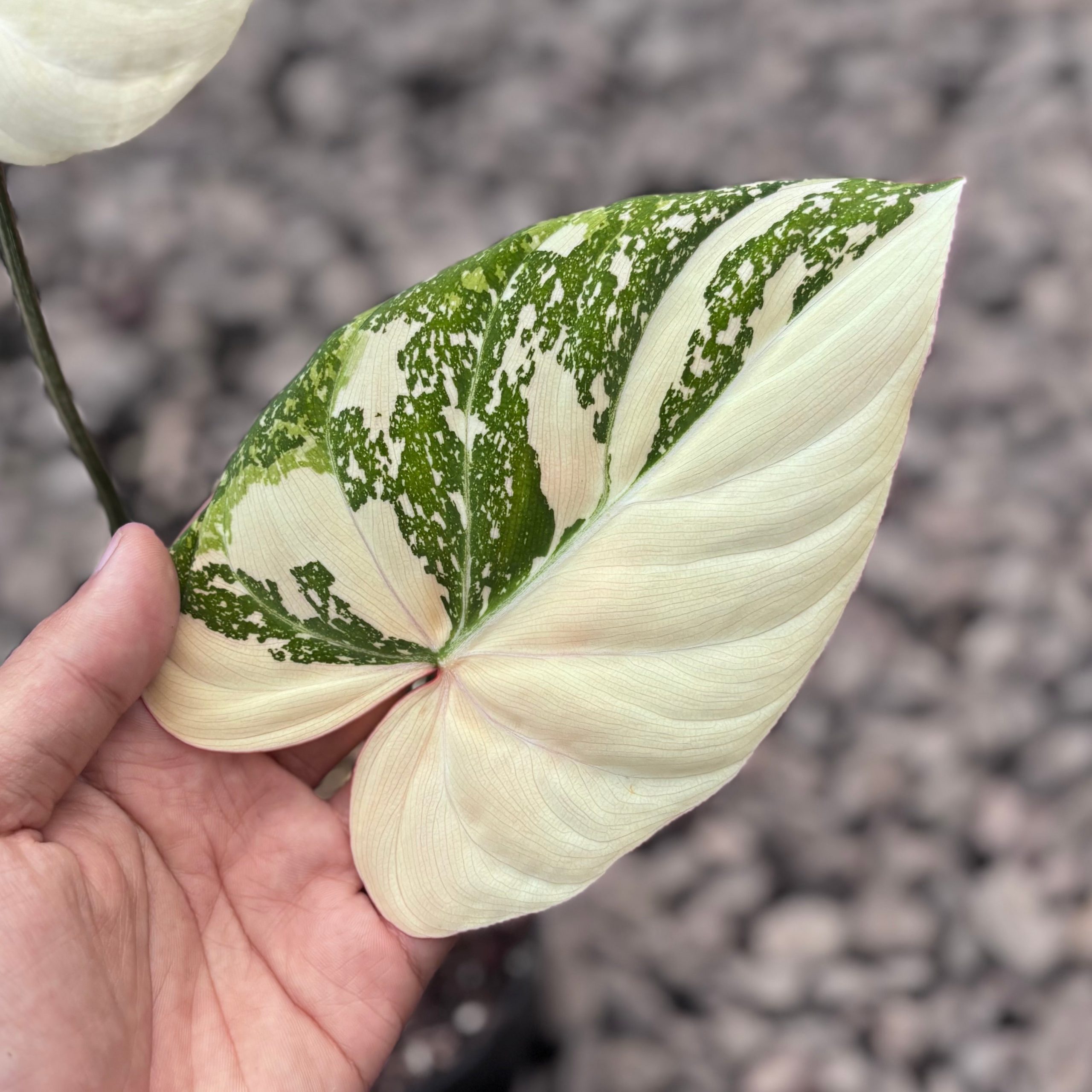 Philodendron gloriosum tricolor variegated - Gambar 2