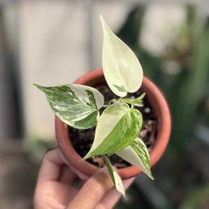 Philodendron hederaceum albo variegated