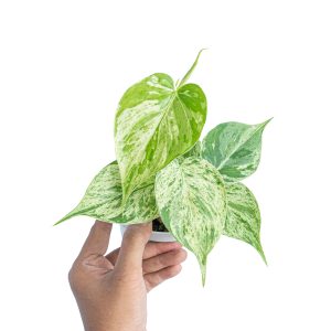 Philodendron hederaceum variegated