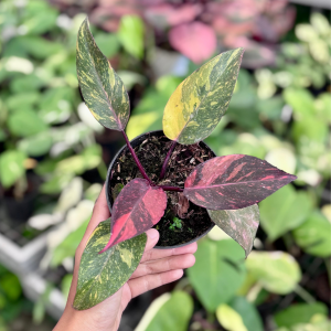 Philodendron orange princess galaxy