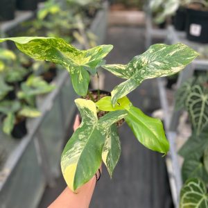 Philodendron paradise beauty (Florida beauty x Paraiso verde)