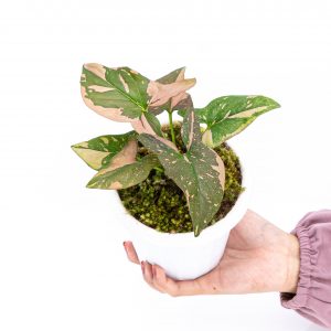 Syngonium Pink Splash