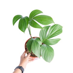 Rhaphidophora decursiva 'dragon tail'