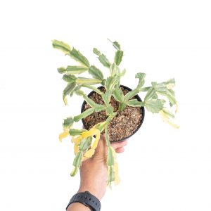 Schlumbergera truncata variegated - Mature size