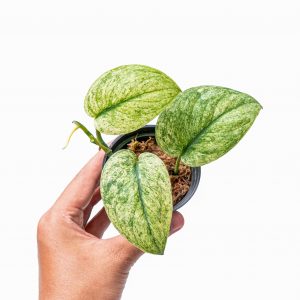 Scindapsus cream blue