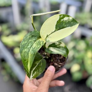 Scindapsus jadesatin albo variegated