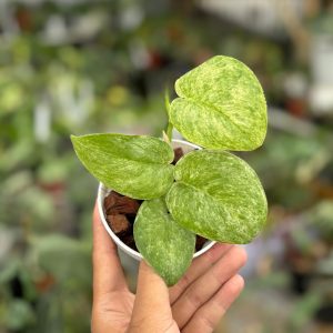 Scindapsus jadesatin tricolor