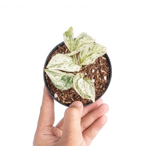 Scindapsus moonlight tricolor variegated