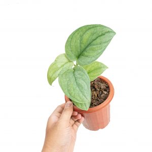 Scindapsus silver platinum
