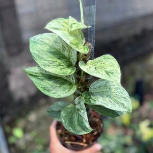 Scindapsus treubii moonlight marble variegated - vining