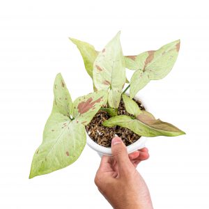 Syngonium Pink Salmon