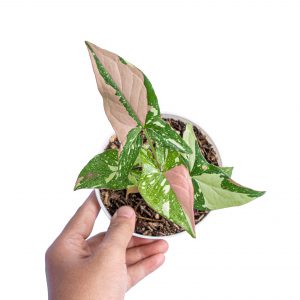 Syngonium Red Spot Tricolor